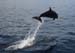 divingdolphin01