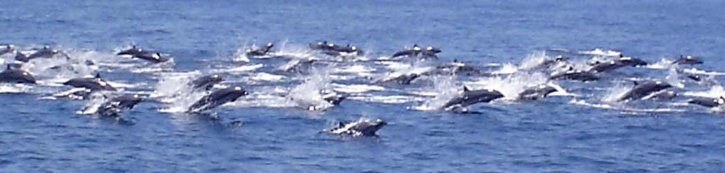 Alor Dolphins01