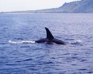 Alor Orca