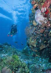 Alor Wall