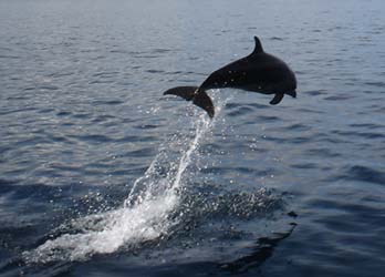 divingdolphin01