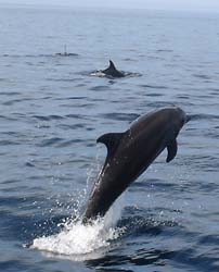 divingdolphin02
