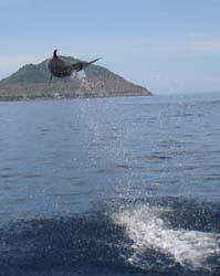 divingdolphin03