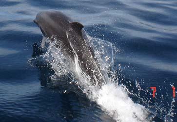 divingdolphin04