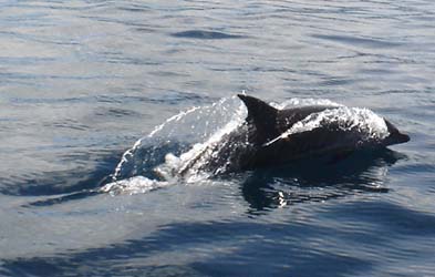 divingdolphin05