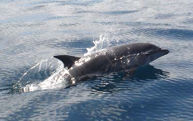 divingdolphin06