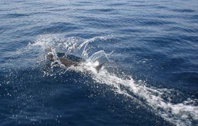divingdolphin07