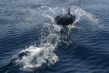 divingdolphin08