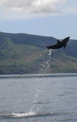 divingdolphin09