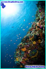 donovan, donovan whitford, dive alor, myKupang, my, kupang, my kupang, Dive, Alor, Diving, Menyelam, penyelam, selam, Indonesia, Asia, Eastern Indonesia, Ikan Besar, Ikan Hue, lumba lumba, Mola mola, Orca, Whaleshark, Manta, libur, eco, resort, resorts, pulau, kupang, NTT, Nusa Tenggara Timur, Indonesia